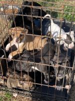 Mixed Puppies for sale in Henderson, NC, USA. price: NA