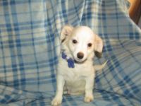 Mixed Puppies for sale in Berea, KY, USA. price: NA