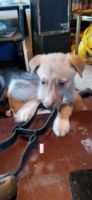 Mixed Puppies for sale in Bradford, ME 04410, USA. price: NA