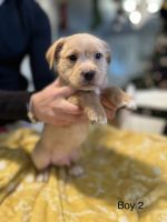 Mixed Puppies for sale in Willow Grove, PA 19090, USA. price: NA