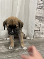 Mixed Puppies for sale in Cedar Creek, TX, USA. price: NA