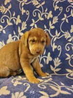 Mixed Puppies for sale in Ringwood, OK 73768, USA. price: NA