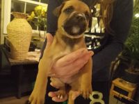Mixed Puppies for sale in Sardis City, AL 35956, USA. price: NA