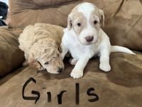 Mixed Puppies for sale in Ashville, AL, USA. price: NA
