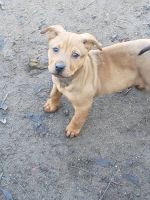 Mixed Puppies for sale in Friant, CA 93626, USA. price: NA