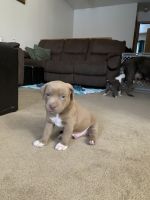 Mixed Puppies for sale in Eagle River, Anchorage, AK 99577, USA. price: NA