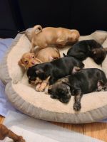 Mixed Puppies for sale in Pittsburgh, PA, USA. price: NA