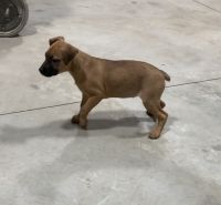Mixed Puppies for sale in Soap Lake, WA 98851, USA. price: NA