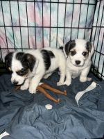 Mixed Puppies for sale in Fort Myers, FL 33916, USA. price: NA