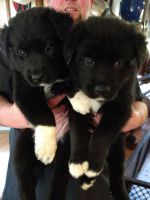 Mixed Puppies for sale in Scappoose, OR 97056, USA. price: NA