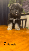 Mixed Puppies for sale in Fruitland, ID 83619, USA. price: NA
