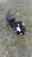 Mixed Puppies for sale in Pikeville, KY 41501, USA. price: NA