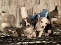 Mixed Puppies for sale in Bentonville, AR, USA. price: NA