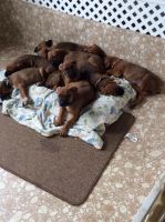 Mixed Puppies for sale in Tampa-St. Petersburg Metropolitan Area, FL, USA. price: NA