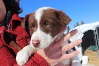 Mixed Puppies for sale in Inkom, ID, USA. price: NA