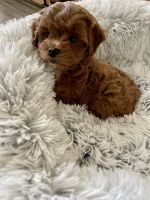 Mixed Puppies for sale in Frisco, TX, USA. price: NA