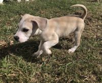 Mixed Puppies for sale in Pearland, TX, USA. price: NA
