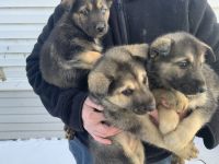 Mixed Puppies for sale in Mt Pleasant, MI 48858, USA. price: NA