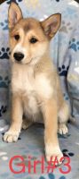 Mixed Puppies for sale in Indian Land, SC 29707, USA. price: NA