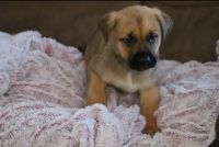 Mixed Puppies for sale in HICKORY CRNRS, MI 49060, USA. price: NA