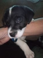 Mixed Puppies for sale in Hermitage, Nashville, TN, USA. price: NA
