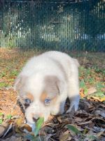 Mixed Puppies for sale in Citrus Springs, FL, USA. price: NA