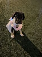 Mixed Puppies for sale in Everett, MA 02149, USA. price: NA