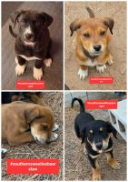 Mixed Puppies for sale in Hawkins, TX 75765, USA. price: NA
