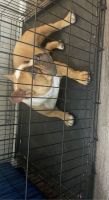 Mixed Puppies for sale in Dallas, TX, USA. price: NA