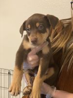 Mixed Puppies for sale in Repecho Dr, San Diego, CA 92124, USA. price: NA