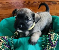 Mixed Puppies for sale in Kennesaw, GA, USA. price: NA