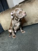 Mixed Puppies for sale in 1490 Hudson Ave, Rochester, NY 14621, USA. price: NA