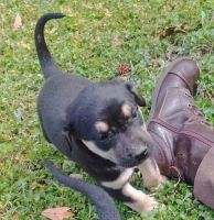 Mixed Puppies for sale in Pineville, LA, USA. price: NA