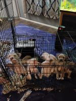 Mixed Puppies for sale in Newport, OR, USA. price: NA