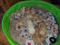 Mixed Puppies for sale in Lakebay, WA 98349, USA. price: NA