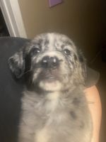 Mixed Puppies for sale in Glendale, AZ 85304, USA. price: NA