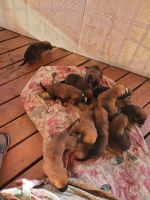 Mixed Puppies for sale in Perris, CA 92570, USA. price: NA