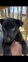 Mixed Puppies for sale in Cartersville, GA 30121, USA. price: NA