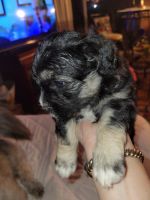 Mixed Puppies for sale in Carmichael, CA, USA. price: NA