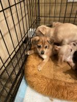 Mixed Puppies for sale in Missouri City, TX 77489, USA. price: NA