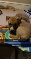Mixed Puppies for sale in Easton, PA, USA. price: NA