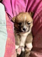 Mixed Puppies for sale in West Orange, NJ 07052, USA. price: NA