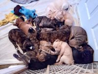 Mixed Puppies for sale in Vancouver, WA, USA. price: NA