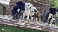 Mixed Puppies for sale in Phoenix, AZ, USA. price: NA