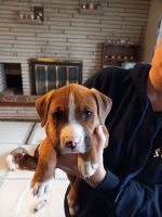 Mixed Puppies for sale in Lima, OH, USA. price: NA