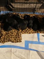 Mixed Puppies for sale in Orange, VA 22960, USA. price: NA