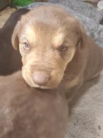 Mixed Puppies for sale in Red House, VA 23963, USA. price: NA