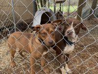 Mixed Puppies for sale in Sweetwater, TN 37874, USA. price: NA
