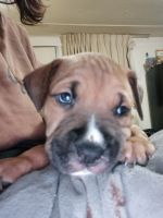 Mixed Puppies for sale in Terre Haute, IN, USA. price: NA