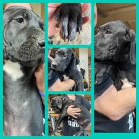 Mixed Puppies for sale in Reed City, MI 49677, USA. price: NA